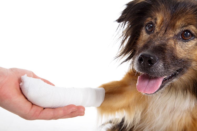 Comment bien nettoyer et soigner une plaie chez le chien ? - Soins et  entretien - Chien - Santévet