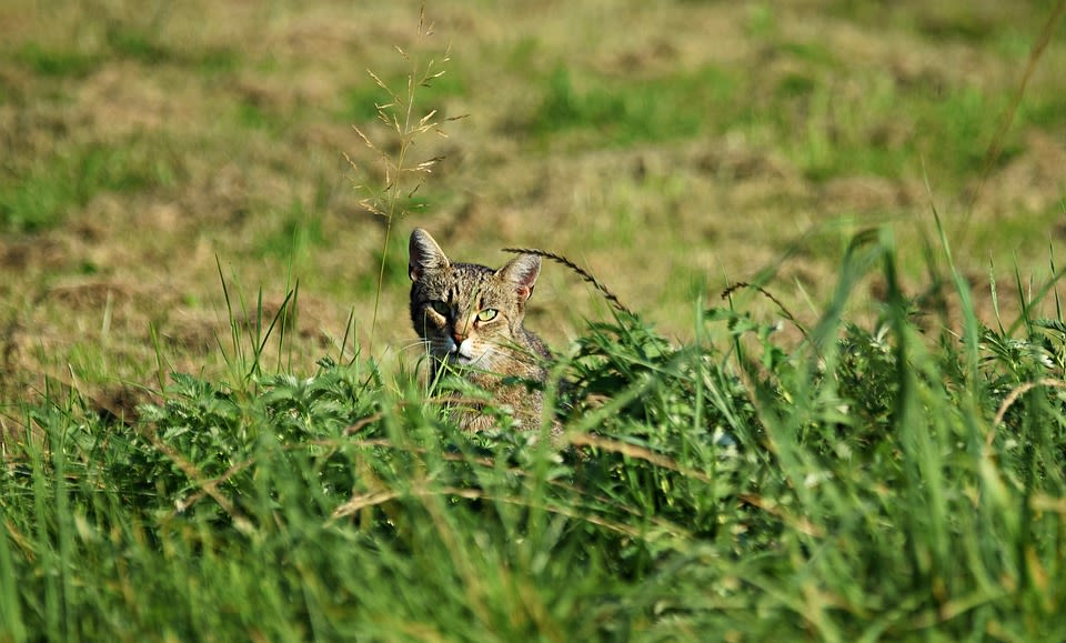 chat nature