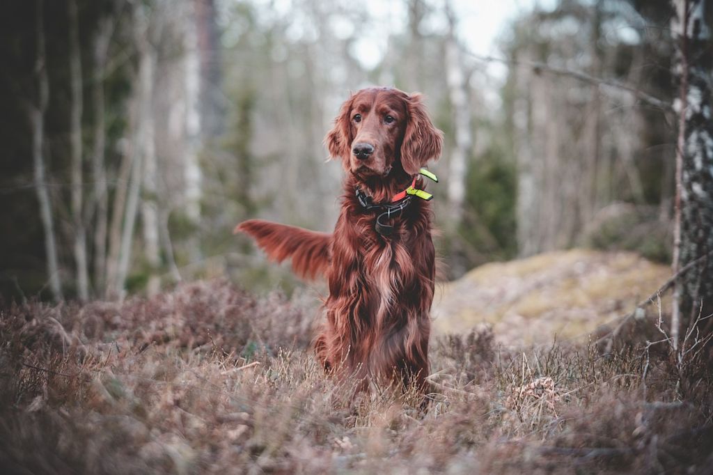 setter anglais dans foret