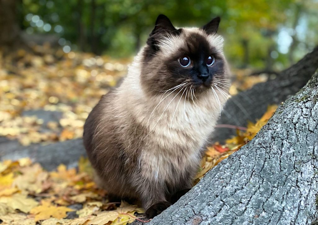 Sacré de Birmanie en extérieur
