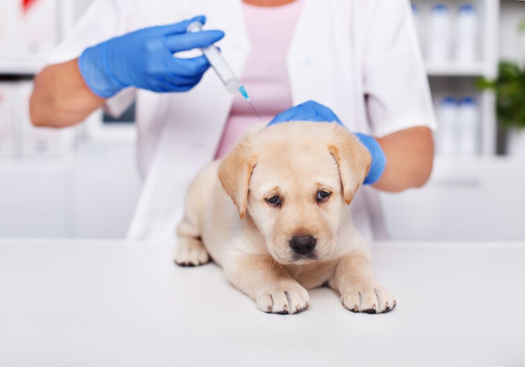 vaccino contro la tosse canina