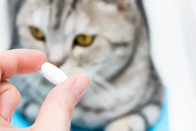 Concoctez un répulsif naturel et efficace contre les chats - Santévet