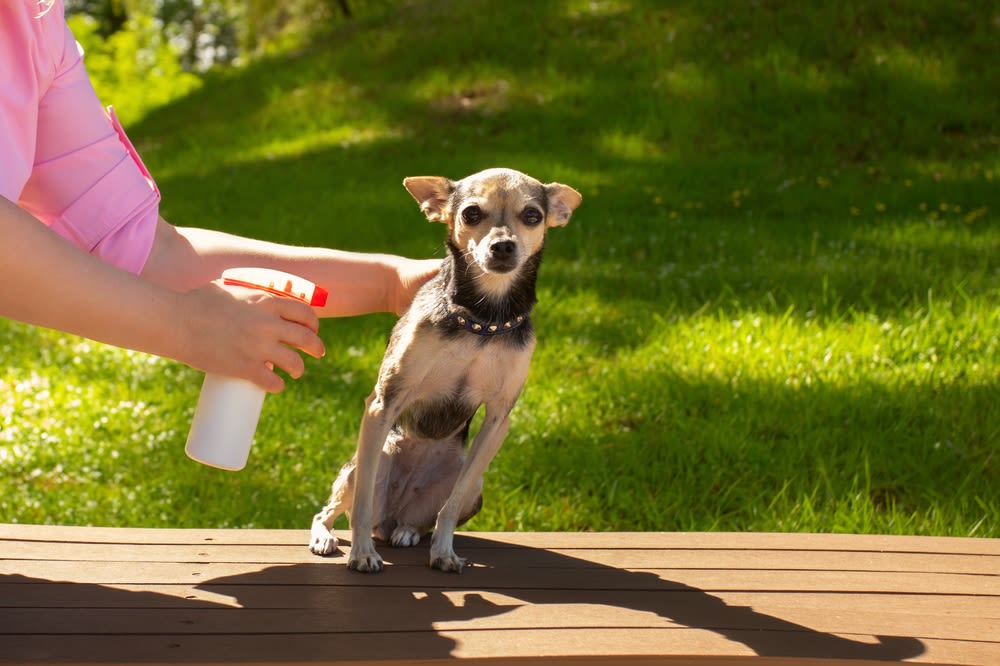 Kleiner Hund wird im Garten eingesprüht