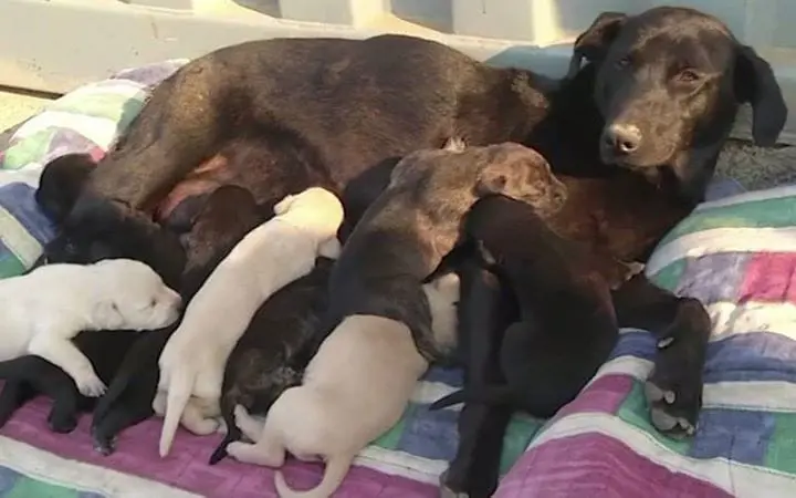 Instinct maternel : une chienne sauve ses 9 chiots d’un incendie - Actualité - Chien
