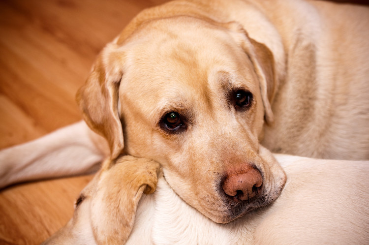 chien arthrose douleurs