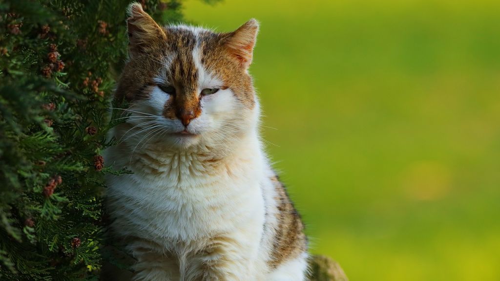 chat roux et blanc yeux fermés