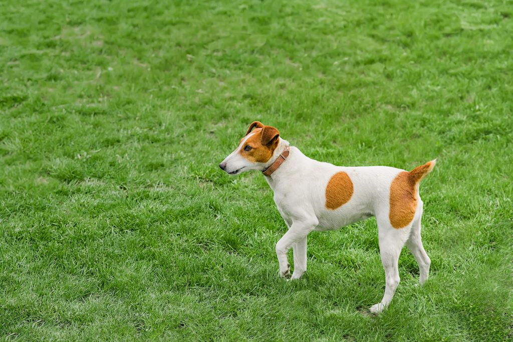 fox terrier a poil lisse
