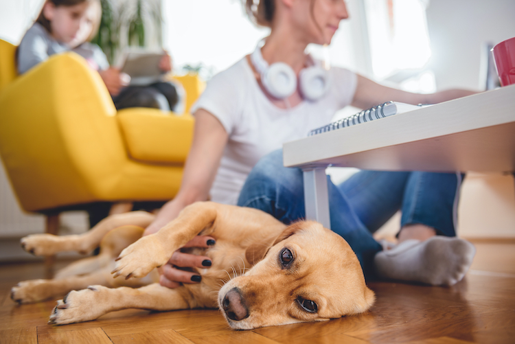 Animalerie Animaux Bouffe - Connaissez-vous l'une des meilleures manières d'aider  votre animal à conserver une peau et un pelage sains? ​ ➡️ Avec l'huile pour  la peau et le pelage de Dr.