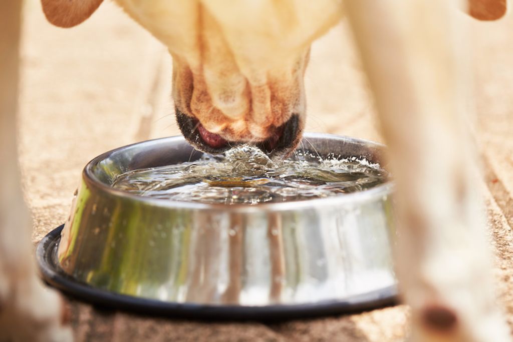 hydratation calculs urinaires chez le chien