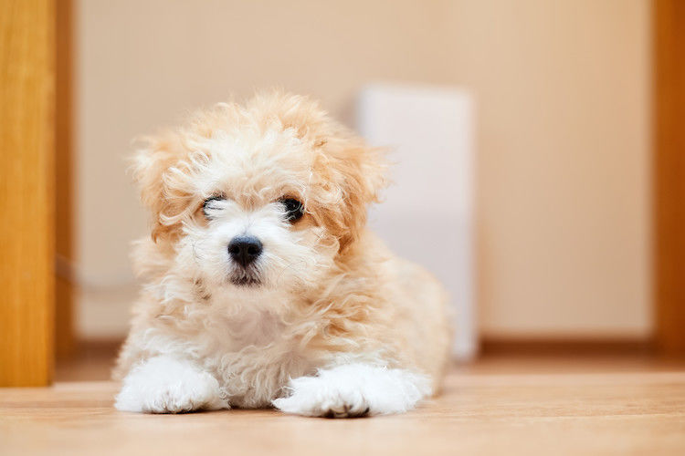 Maltipoo race chien