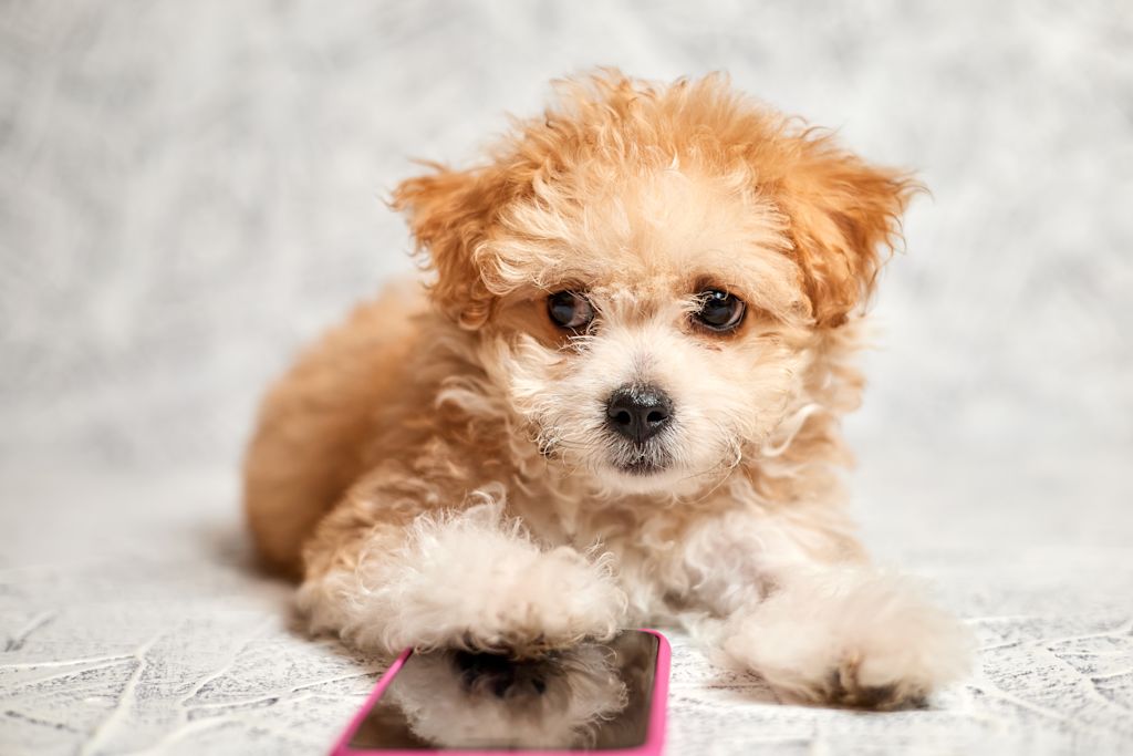 Maltipoo race chien