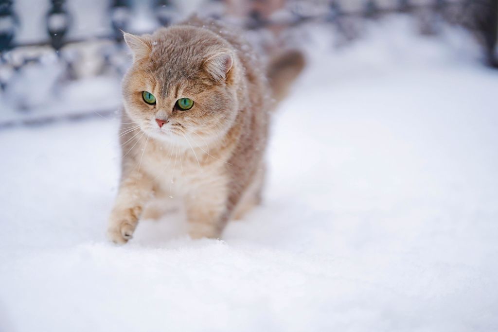 British Shorthair