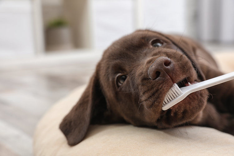 brosse_a_dents_pour_chien