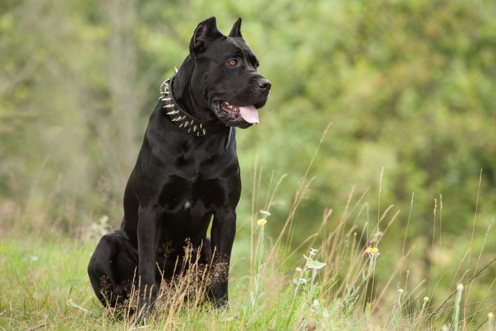 cane corso in guardia qui