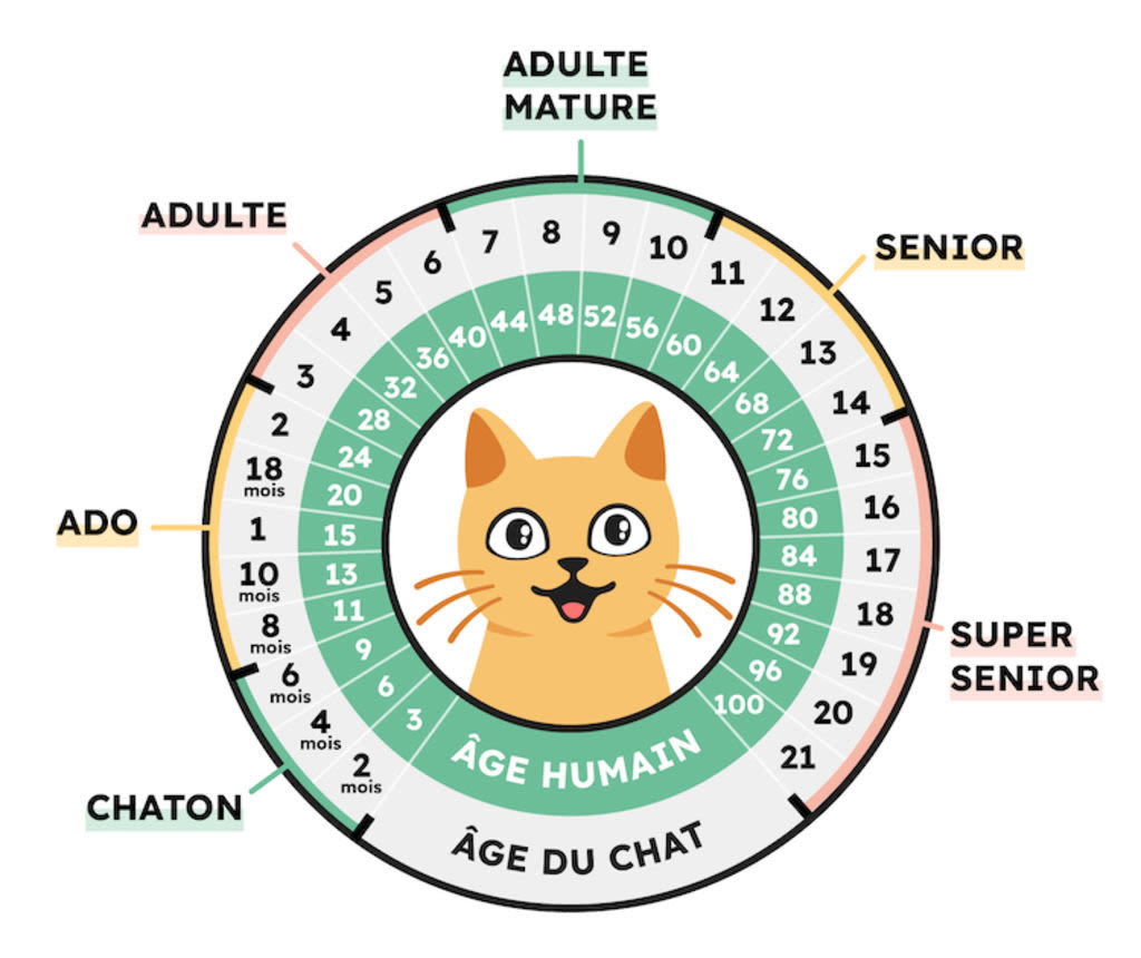 Age du Chat vs Humain