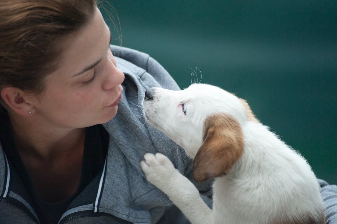 apprendre à son chien à donner un bisou sur commande