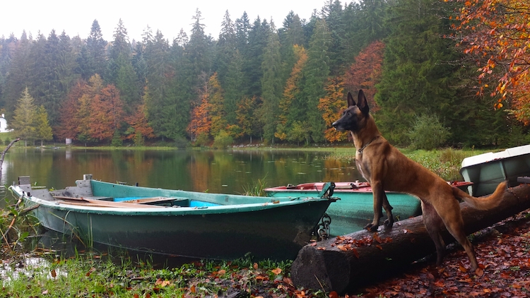 Hera-chien-assurance-santé-animale-bulle-bleue