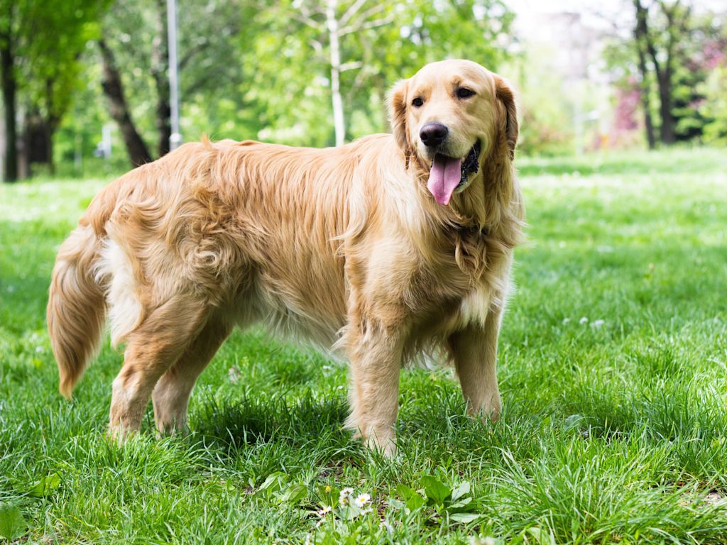 chien golden retriever