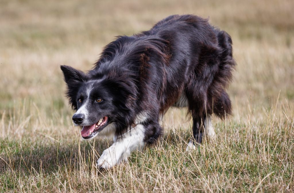 border collie da lavoro