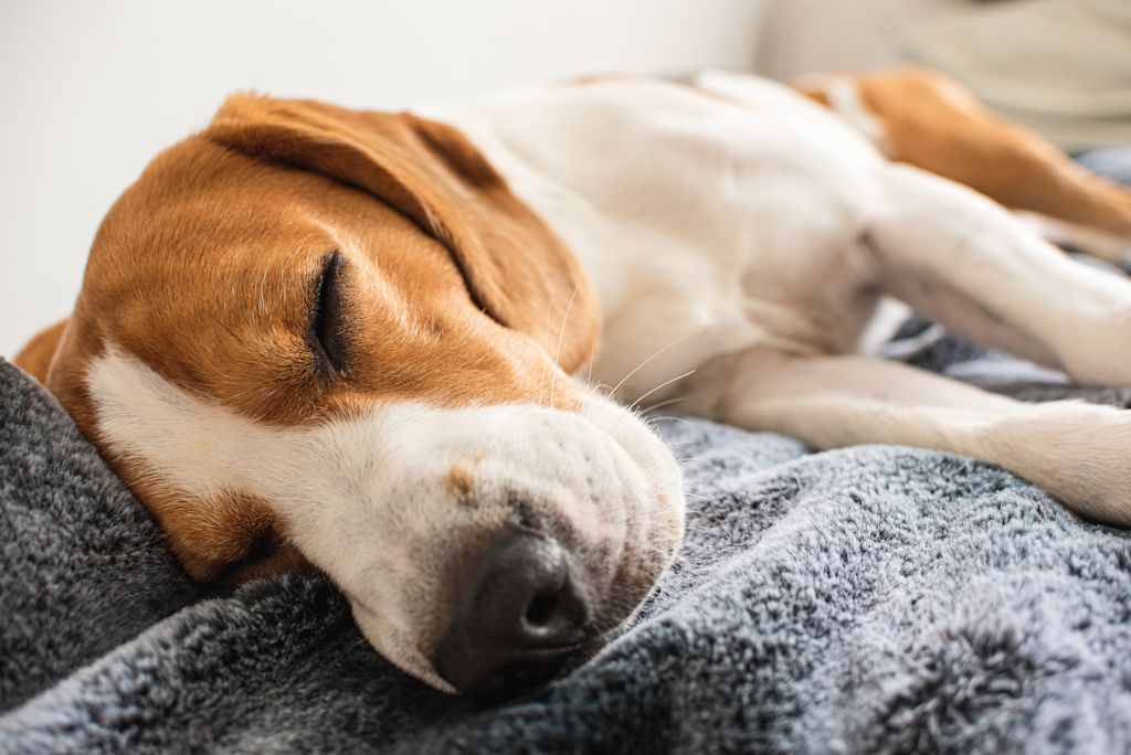 chien qui dort sur canapé