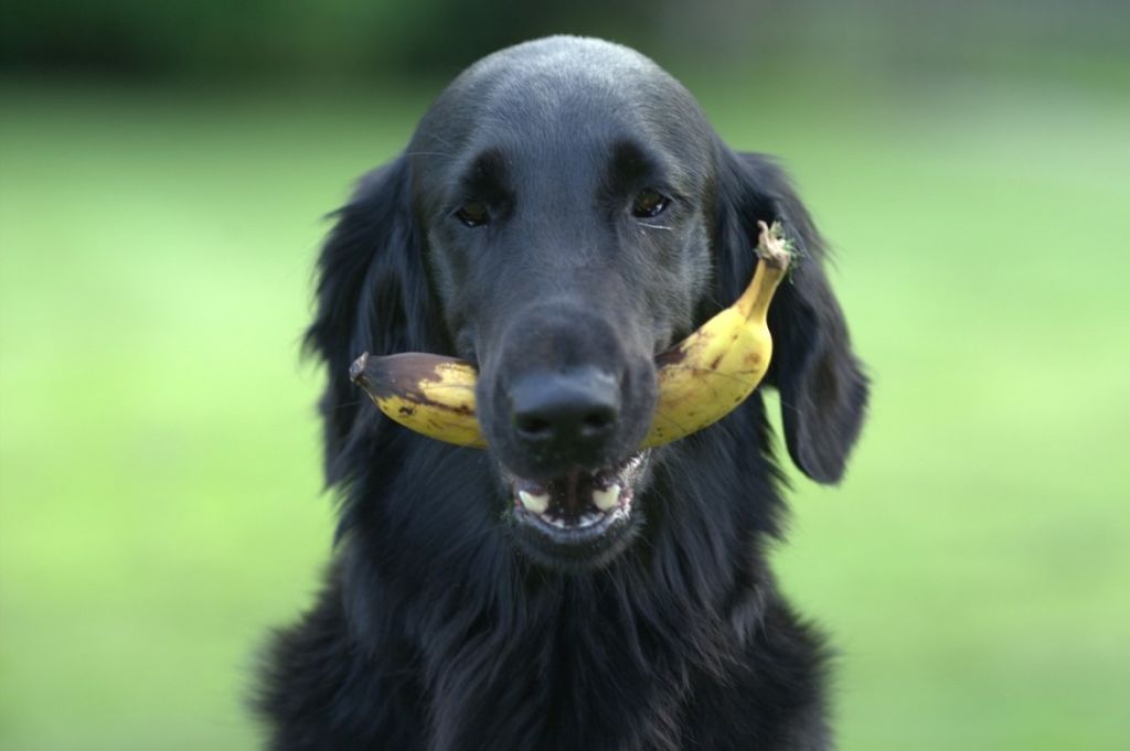 chien et sa banane