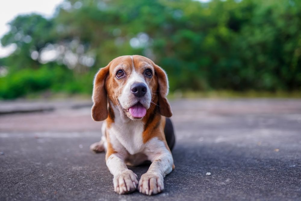 Beagle