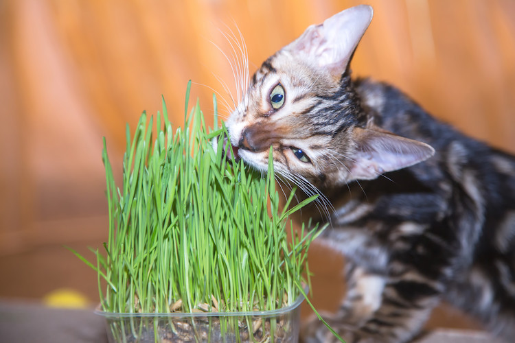 herbe à chat