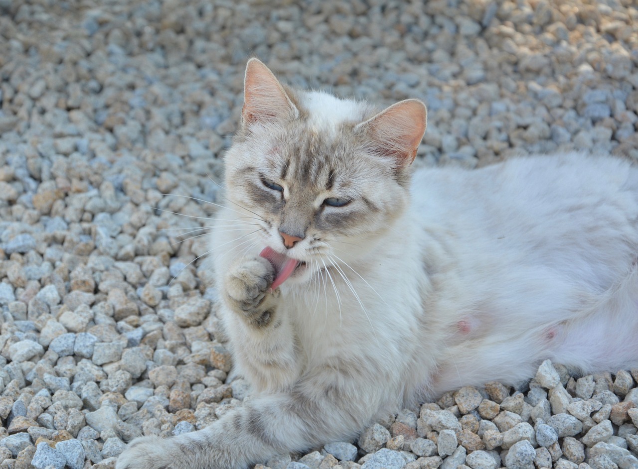 Chat qui se lèche la patte