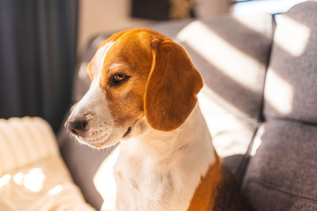 beagle assis