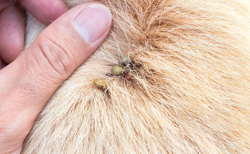 tiques pelage chien