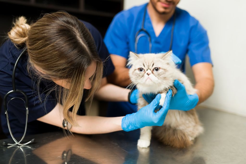soin coussinets chat veterinaire