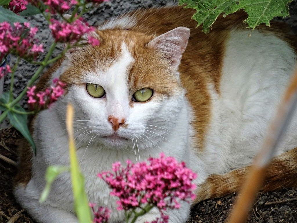 chat dans un jardin