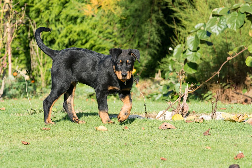 chiot beauceron
