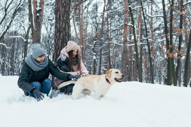 Chien au ski