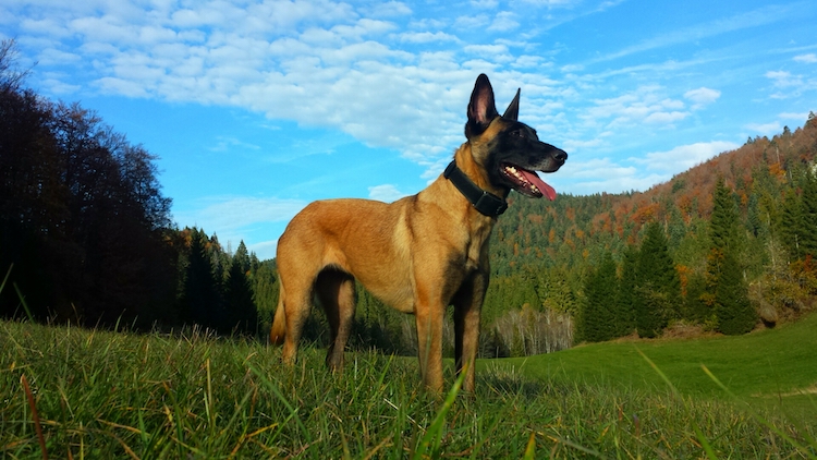 Hera-berger-belge-malinois-10-ans-bulle-bleue