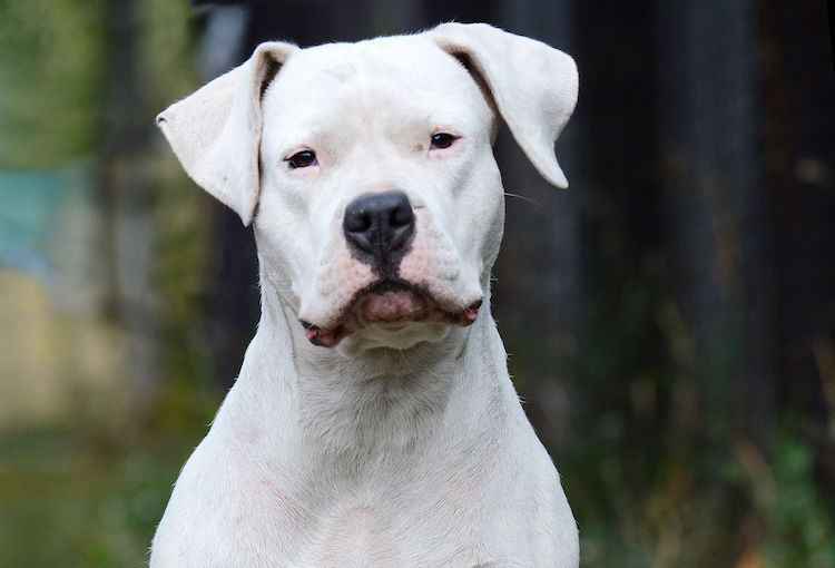 dogue argentin