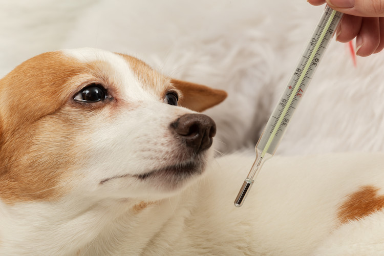 comment faire pour prendre la température de son chien - Santévet