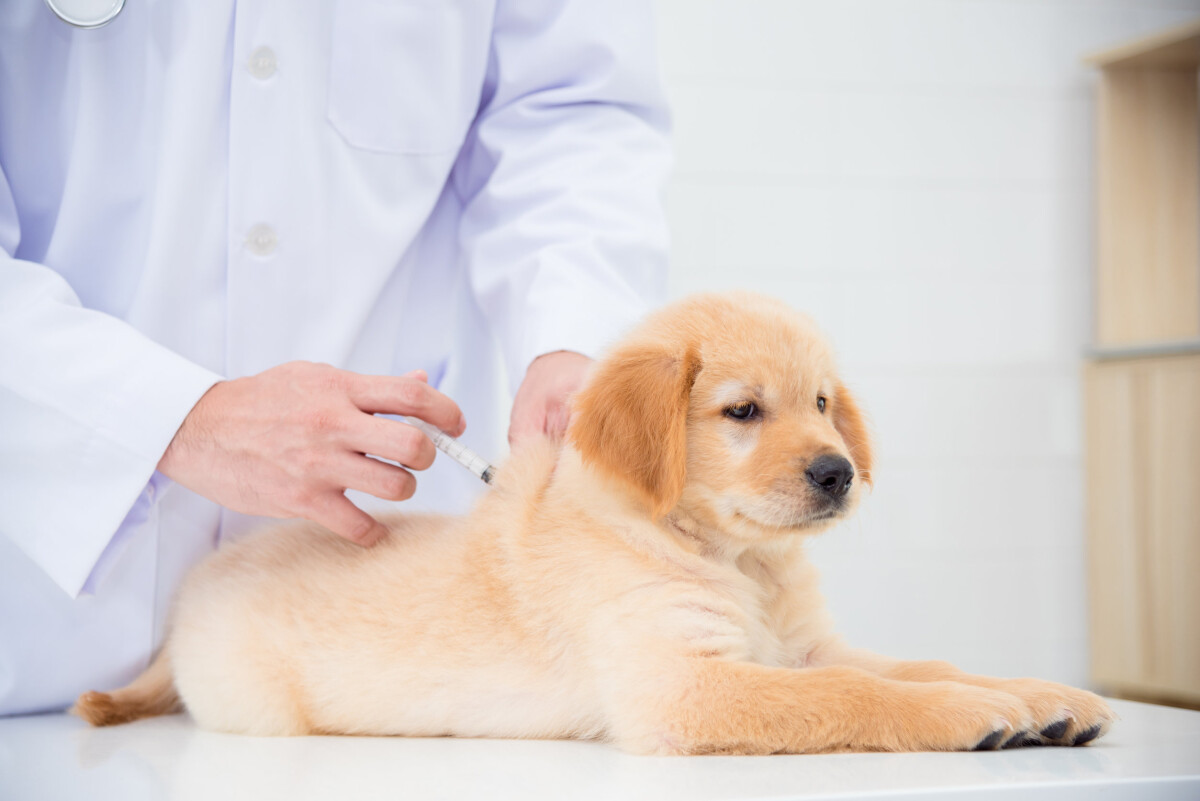 puede mi cachorro estar cerca de perros vacunados