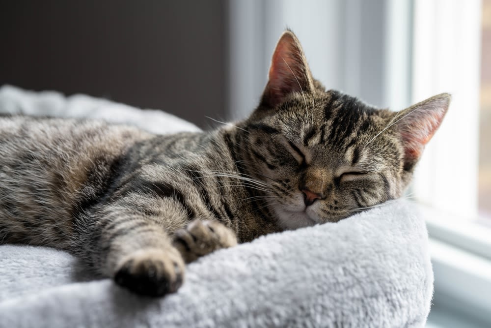 Gato común gris
