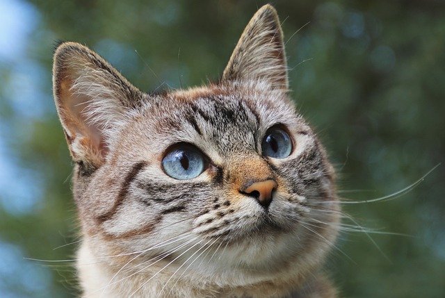 Oreille chat - SantéVet