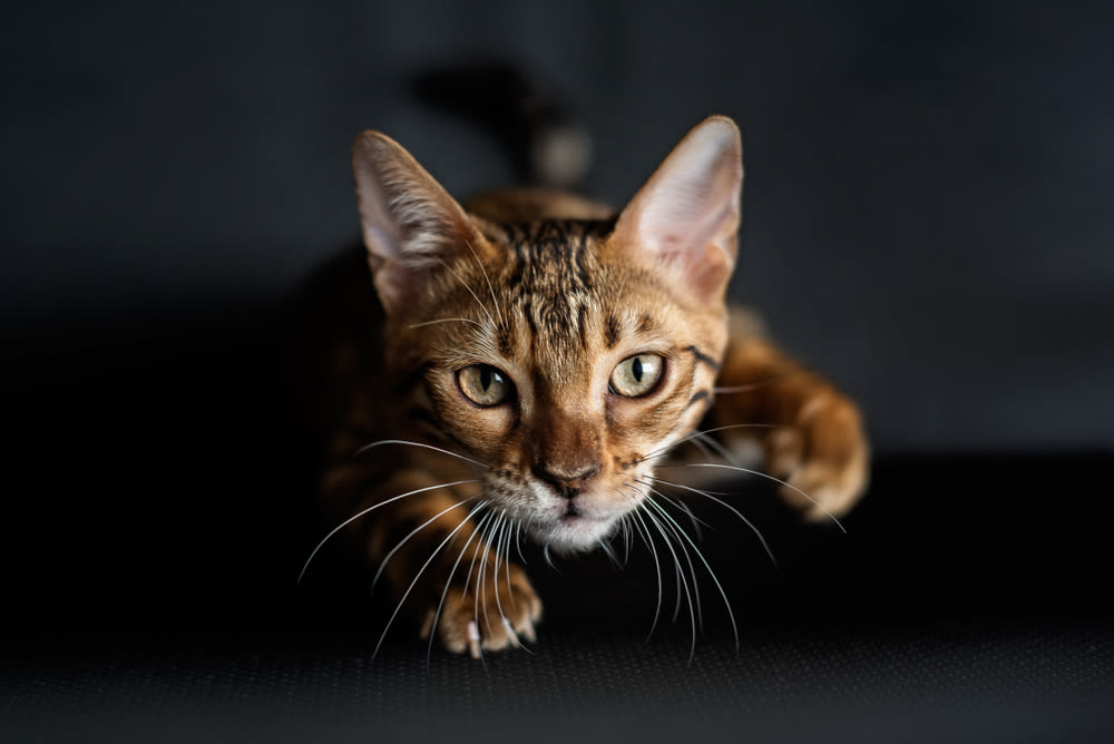 Bengal-Katze schleicht aufmerksam im Dunkeln