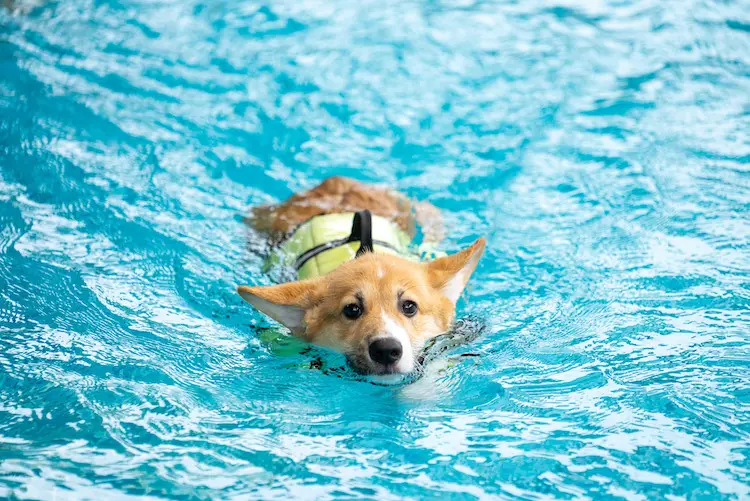 Mouille tes pattes piscine pour chien 33 - 1