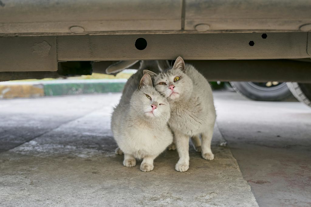 chats sous une voiture
