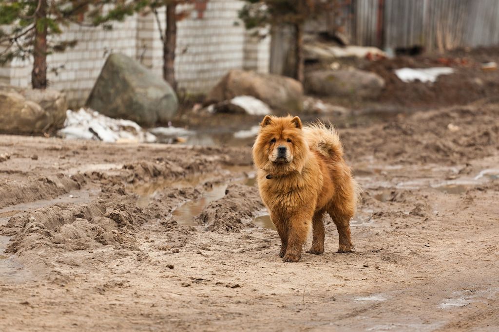 chow chow terre