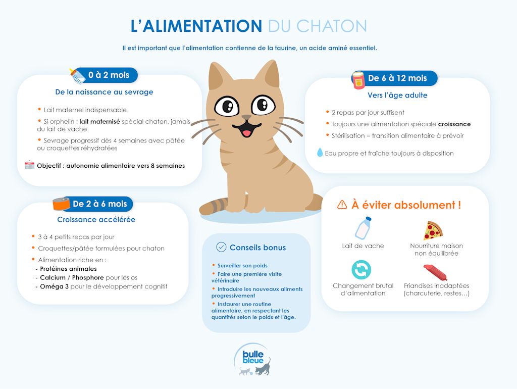 alimentation chaton BB