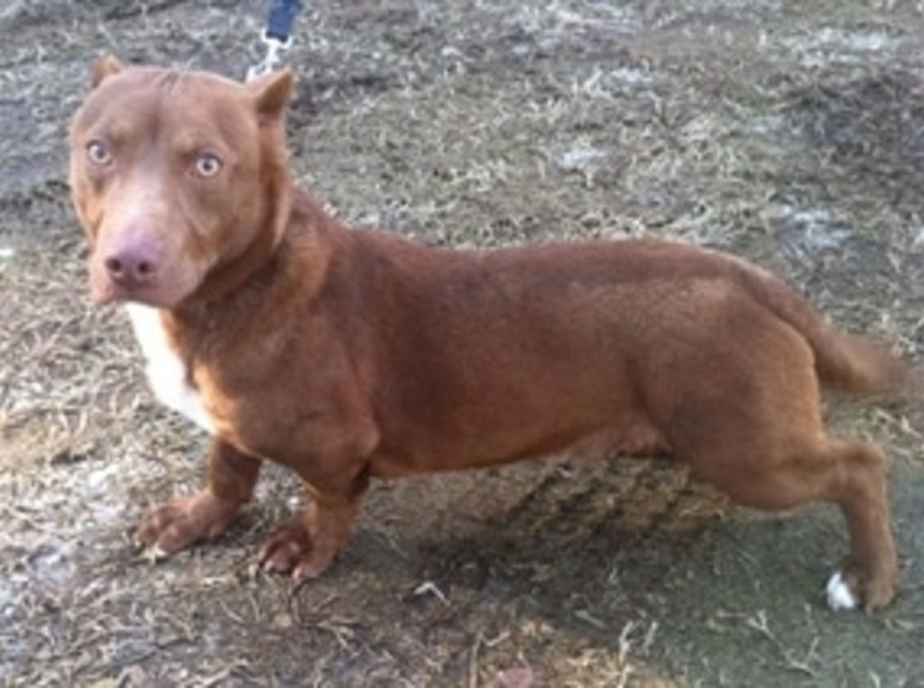 chien croisé pitbull et teckel