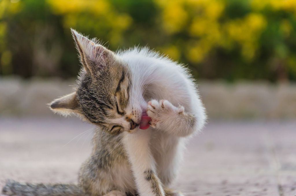 chaton qui fait sa toilette