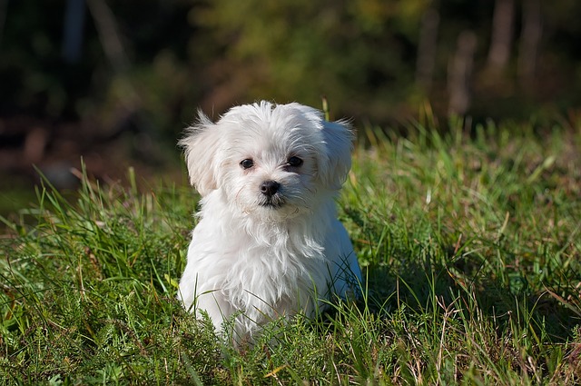 faire garder son chien