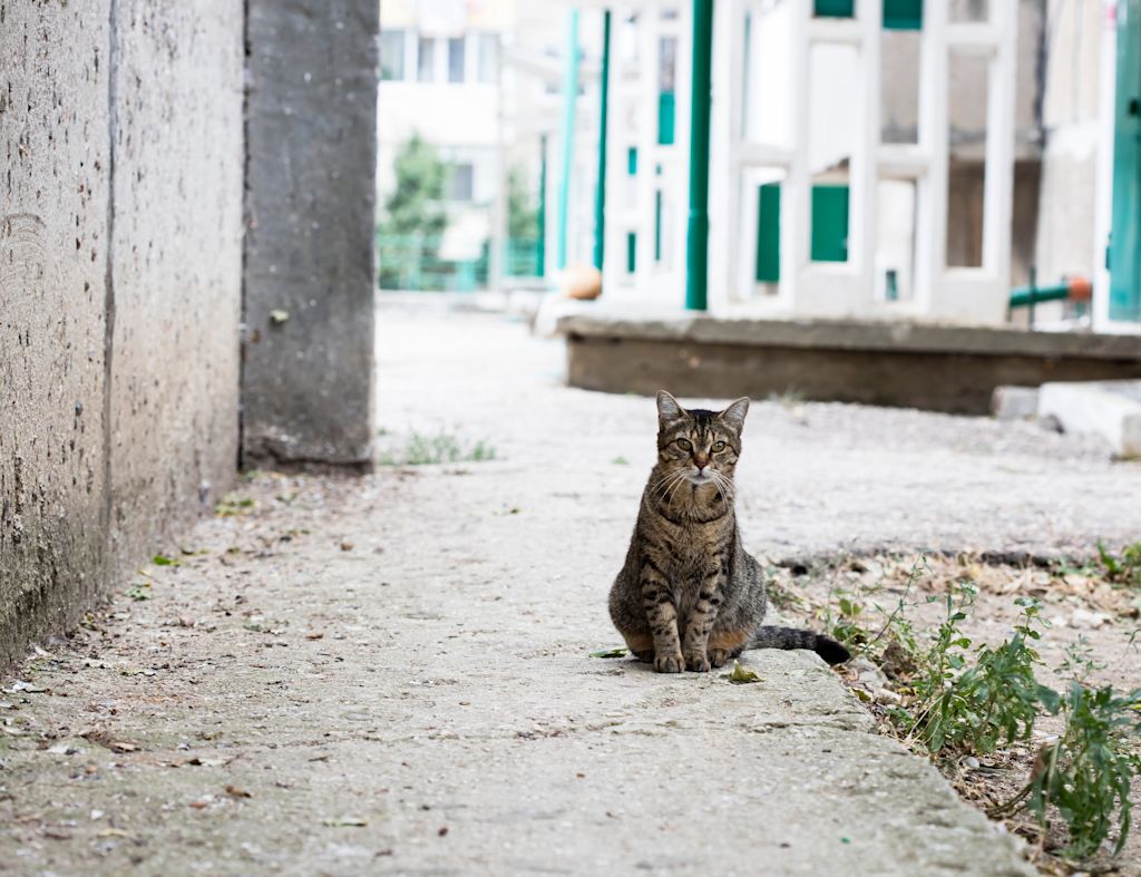 Chat de gouttière adulte