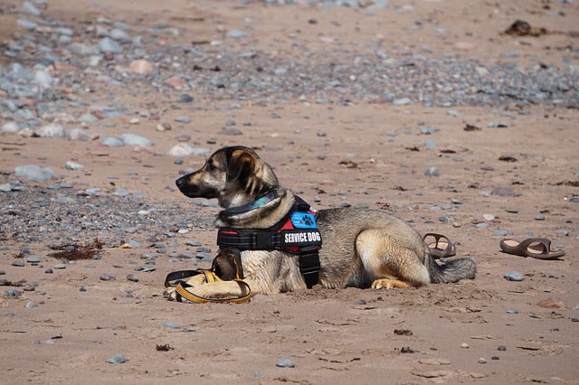 Chien d'assistance